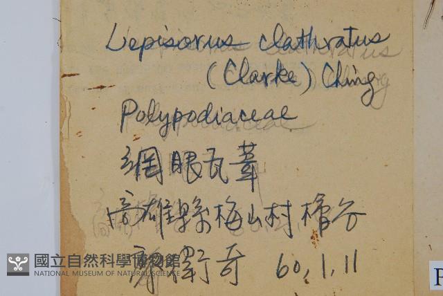 鱗瓦葦、長柄瓦葦藏品圖，第2張