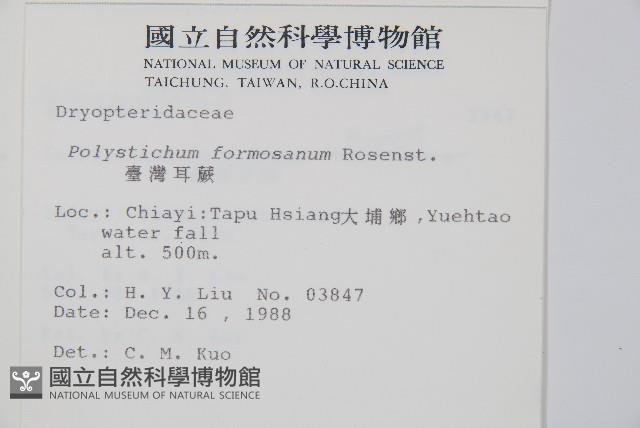 臺灣耳蕨藏品圖，第2張