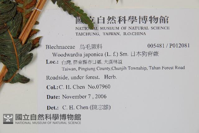 日本狗脊蕨藏品圖，第2張