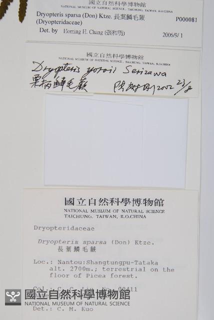 長葉鱗毛蕨藏品圖，第2張