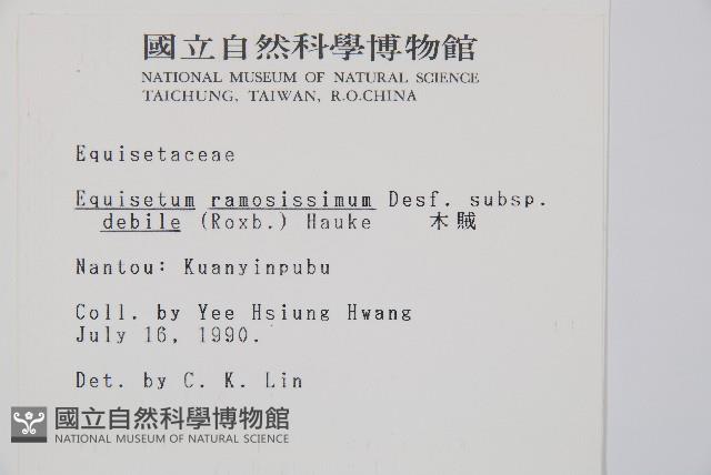 臺灣木賊藏品圖，第2張