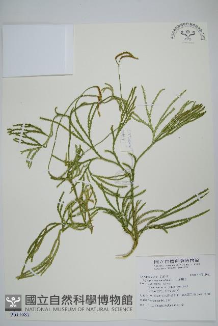 地刷子藏品圖，第1張