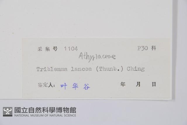 單葉雙蓋蕨藏品圖，第2張