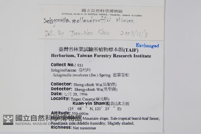 異葉卷柏藏品圖，第2張