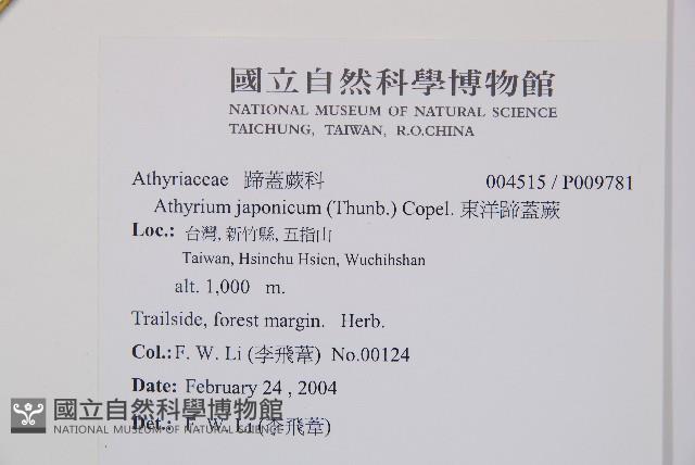 東洋蹄蓋蕨藏品圖，第2張