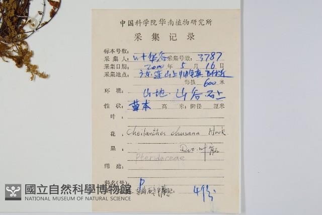 細葉碎米蕨藏品圖，第2張