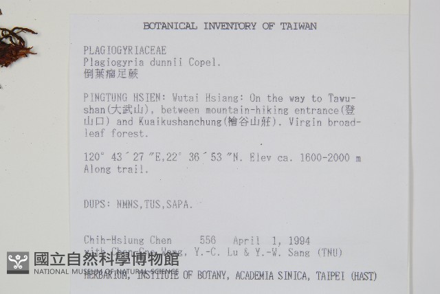 倒葉瘤足蕨藏品圖，第2張