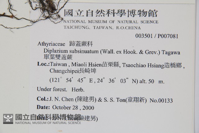 單葉雙蓋蕨藏品圖，第2張