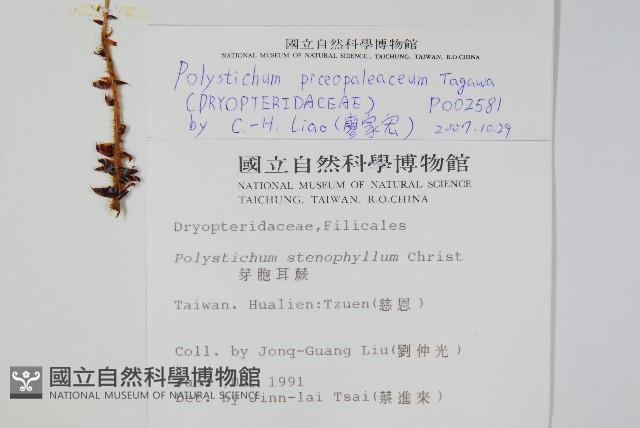 黑鱗耳蕨藏品圖，第2張