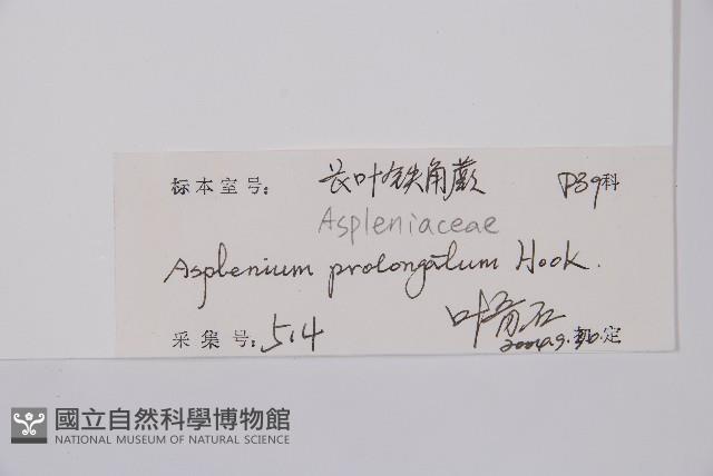 長生鐵角蕨藏品圖，第2張