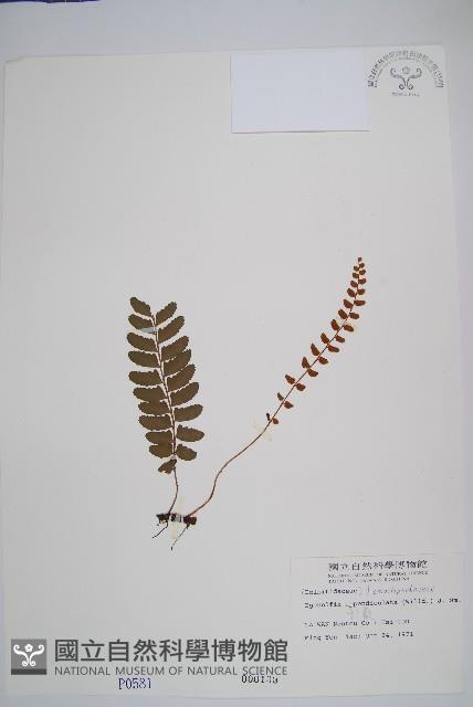 刺蕨藏品圖，第1張