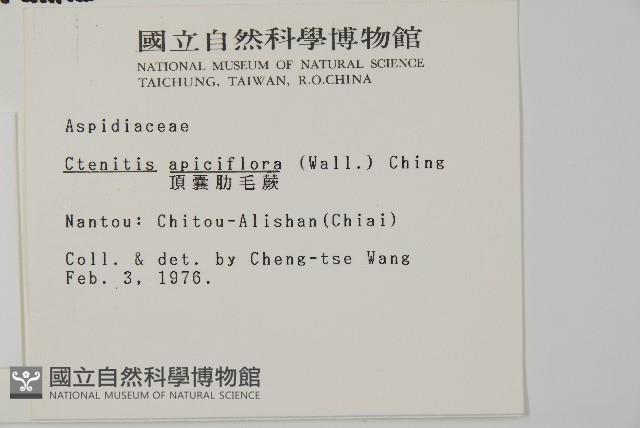 頂囊肋毛蕨藏品圖，第2張