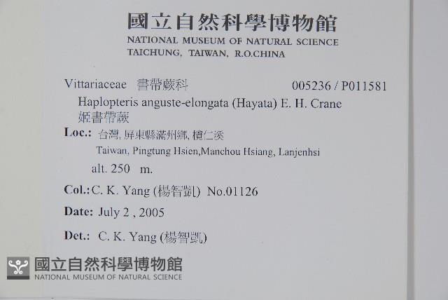 姬書帶蕨藏品圖，第2張