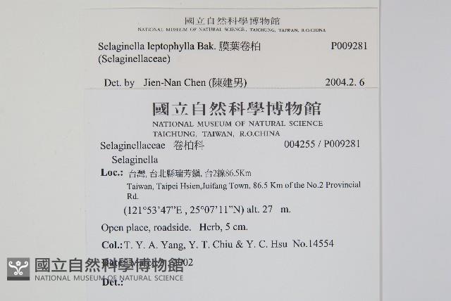 膜葉卷柏藏品圖，第2張