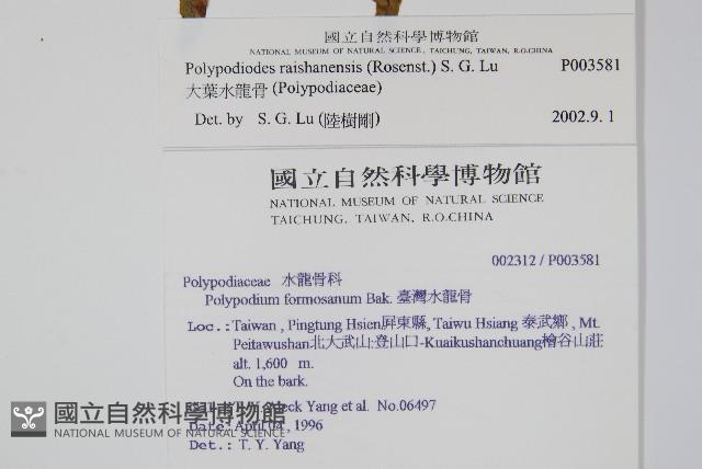 大葉水龍骨藏品圖，第2張