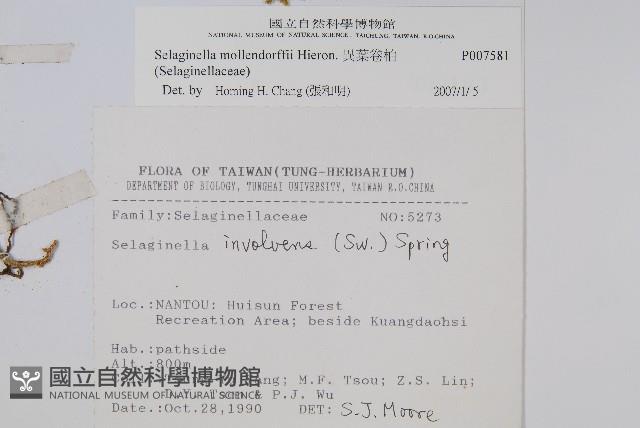 異葉卷柏藏品圖，第2張