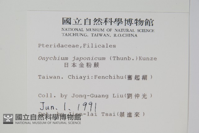 日本金粉蕨藏品圖，第2張