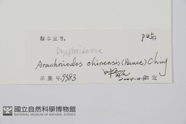 斜方複葉耳蕨藏品圖，第2張