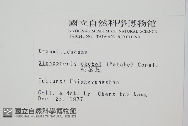 梳葉蕨藏品圖，第2張