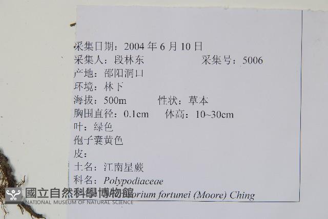 大星蕨藏品圖，第2張