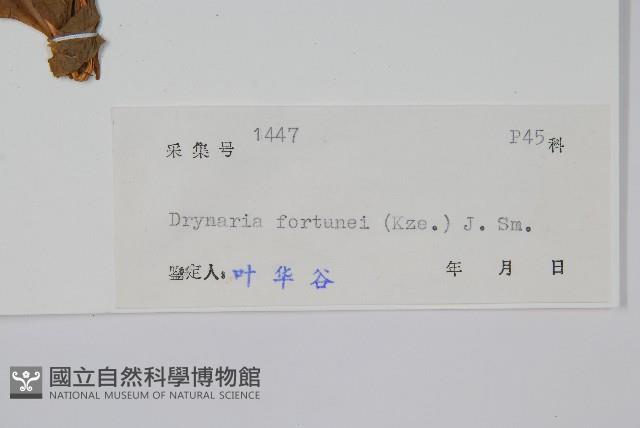 槲蕨藏品圖，第2張