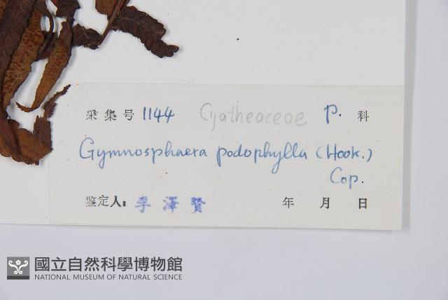 黑桫蕨藏品圖，第2張