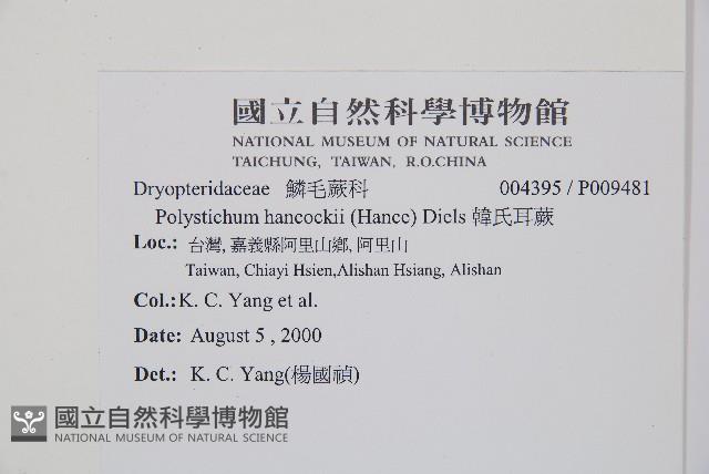 韓氏耳蕨藏品圖，第2張