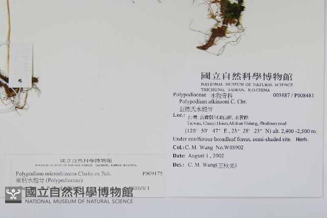 栗柄水龍骨藏品圖，第2張