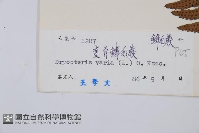 南海鱗毛蕨藏品圖，第2張