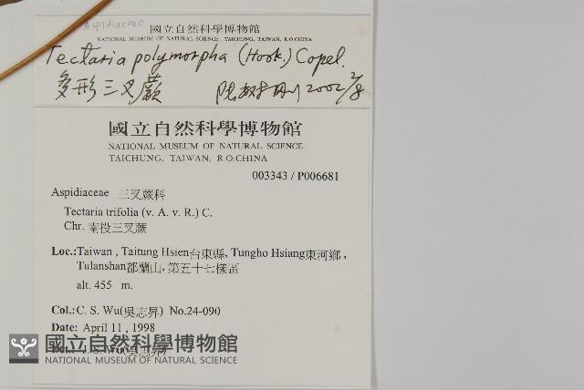 南投三叉蕨藏品圖，第2張
