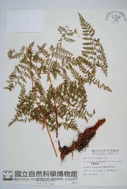 台灣小膜蓋蕨藏品圖，第1張