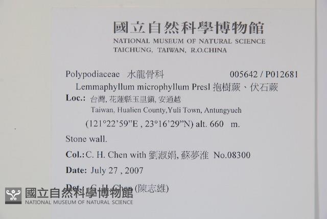 抱樹蕨、伏石蕨藏品圖，第2張