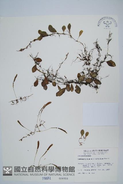 抱樹蕨、伏石蕨藏品圖，第1張