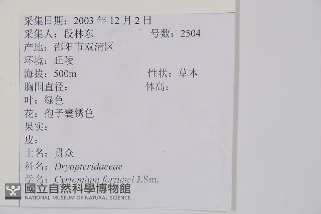 貫眾蕨藏品圖，第2張