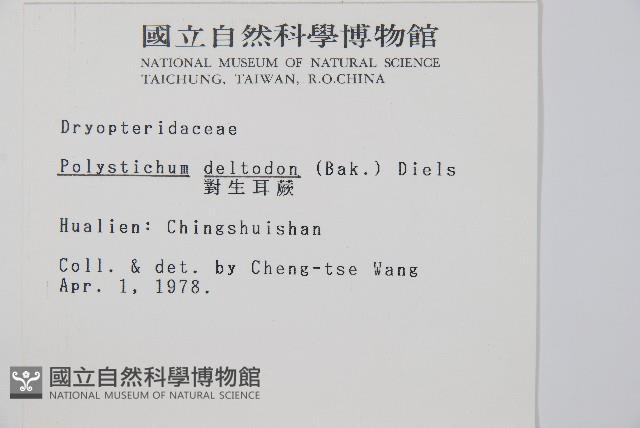 對生耳蕨藏品圖，第2張