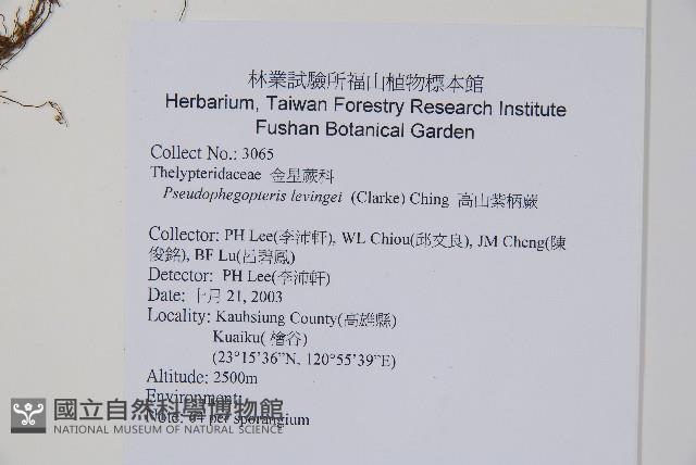 星毛紫柄蕨藏品圖，第2張