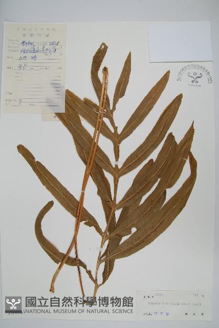 大線蕨藏品圖，第1張