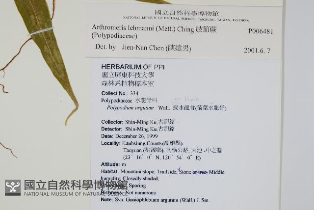 肢節蕨藏品圖，第2張