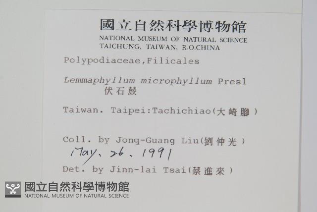 抱樹蕨、伏石蕨藏品圖，第2張