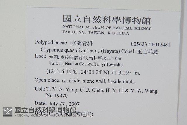 玉山茀蕨藏品圖，第2張