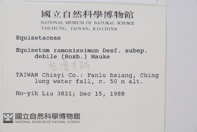 臺灣木賊藏品圖，第2張