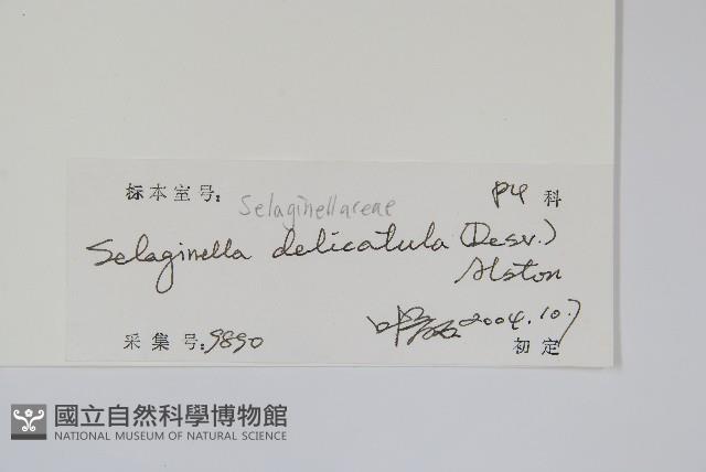 全緣卷柏藏品圖，第2張