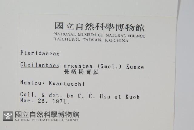 長柄粉背蕨藏品圖，第2張