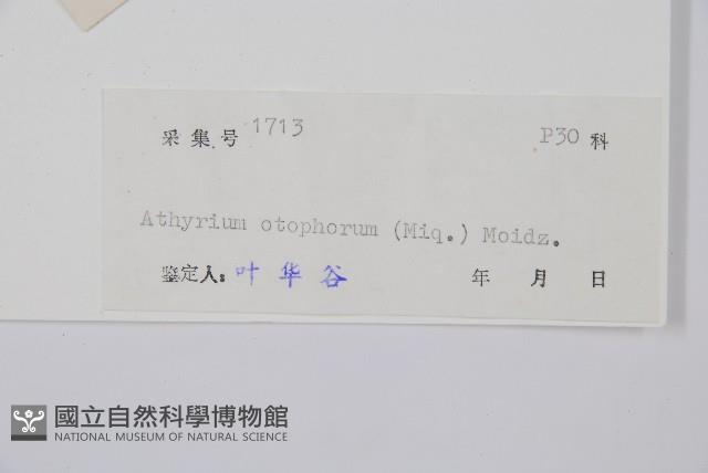 倉田氏蹄蓋蕨藏品圖，第2張