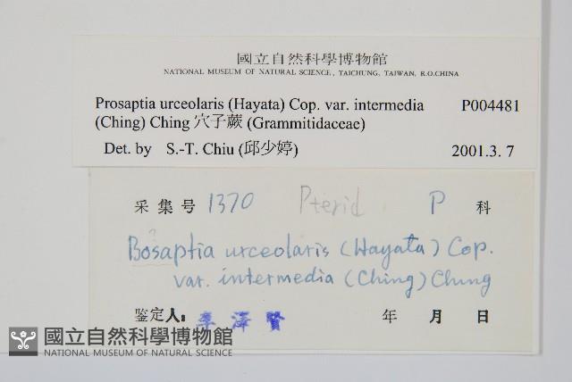 登錄號:P004481藏品圖，第2張