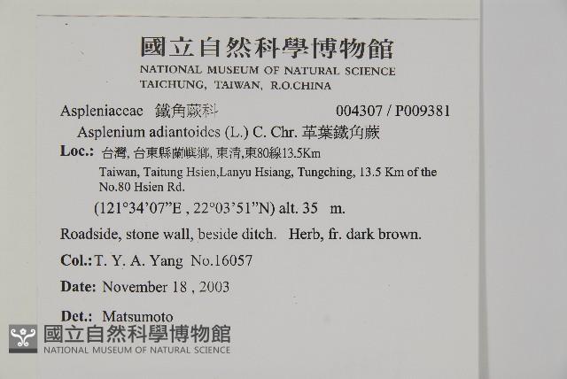 革葉鐵角蕨藏品圖，第2張