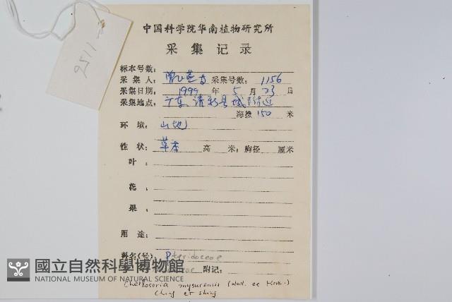 碎米蕨藏品圖，第2張