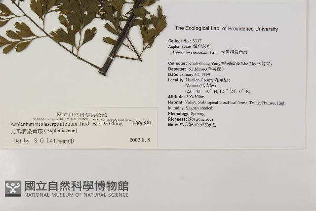 大黑柄鐵角蕨、黃鱗鐵角蕨、大羽鐵角蕨藏品圖，第2張