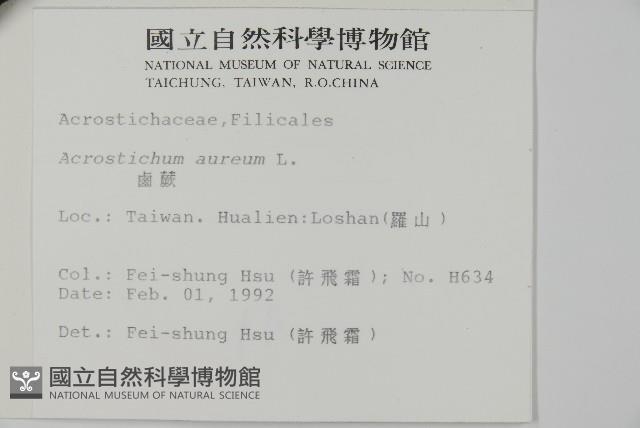 鹵蕨藏品圖，第2張