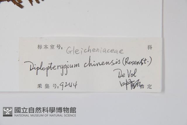 中華裡白藏品圖，第2張